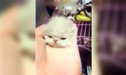 娱乐吃瓜酱妹,揭秘娱乐圈那些不为人知的幕后故事