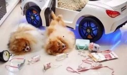 摔玩偶的爆料视频大全,趣味瞬间集结，揭秘童趣背后的欢乐时光